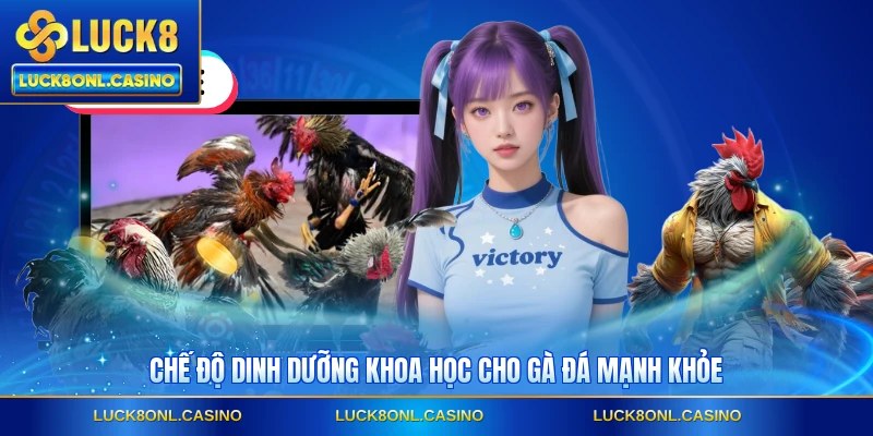 Chế độ dinh dưỡng khoa học cho gà đá mạnh khỏe