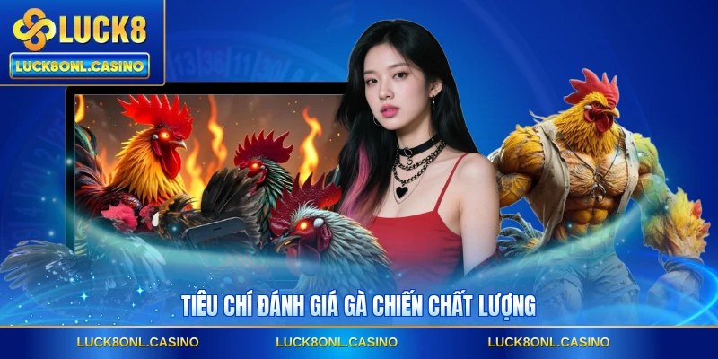 Tiêu chí đánh giá gà chiến chất lượng